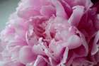 Pink Peony Art Print